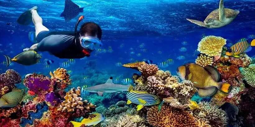 Snorkeling Trip from Polhena Beach, Matara, Sri Lanka - Price and value: how $29 fits a short, wildlife-focused outing