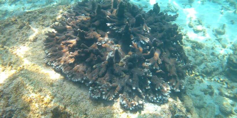 Snorkeling Trip from Polhena Beach, Matara, Sri Lanka - Where this tour shines (and where it might not be your match)