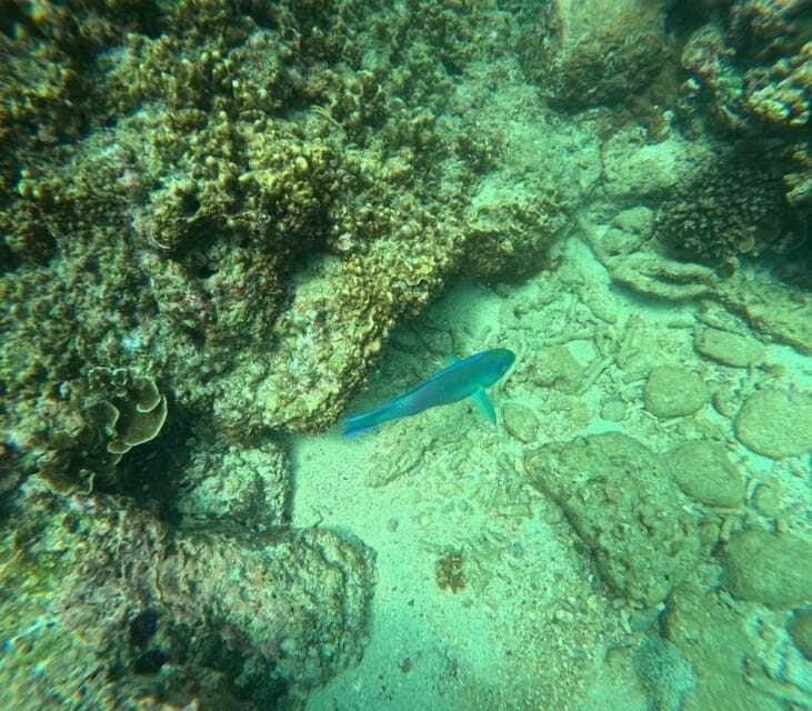 Snorkeling Trip To Angel Rock - Comfort Reality Check: Back Issues, Non-Swimmers, and Seasickness