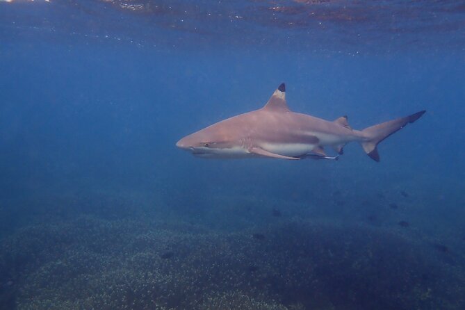 Snorkeling Trip to Pigeon Island - Wildlife you can realistically hope for (turtles, rays, and blacktip sharks)