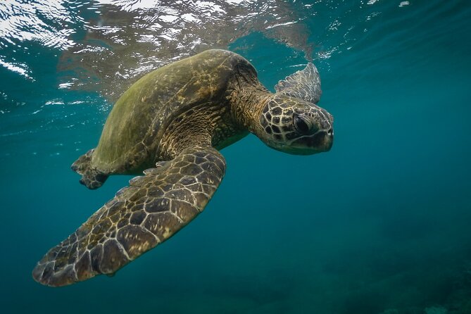 Snorkeling with Sea Turtles in Mirissa (Pickup and Drop included) - Morning Turtle Snorkel in Mirissa (7:30 am): Why the schedule helps