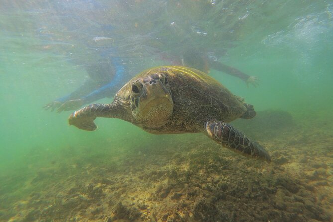 Snorkeling with Sea Turtles in Mirissa (Pickup and Drop included) - What’s included for $45: gear, snacks, and that turtle-focused workflow
