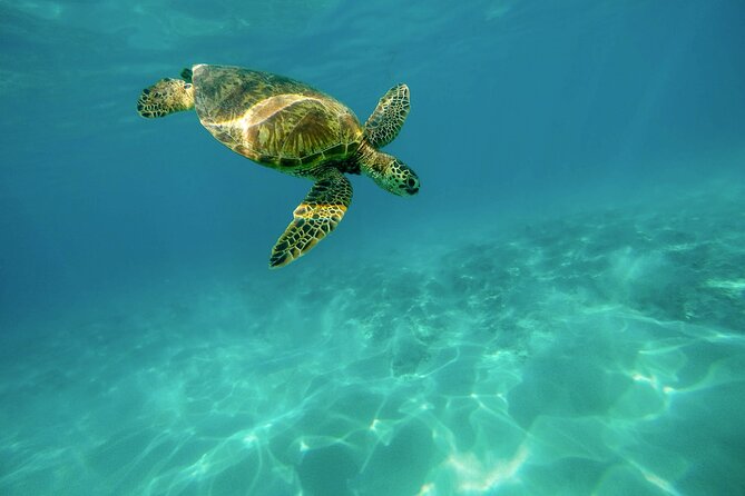 Snorkeling with Sea Turtles in Mirissa (Pickup and Drop included) - Respect rules: why you should care about distance (for the turtles and for your trip)