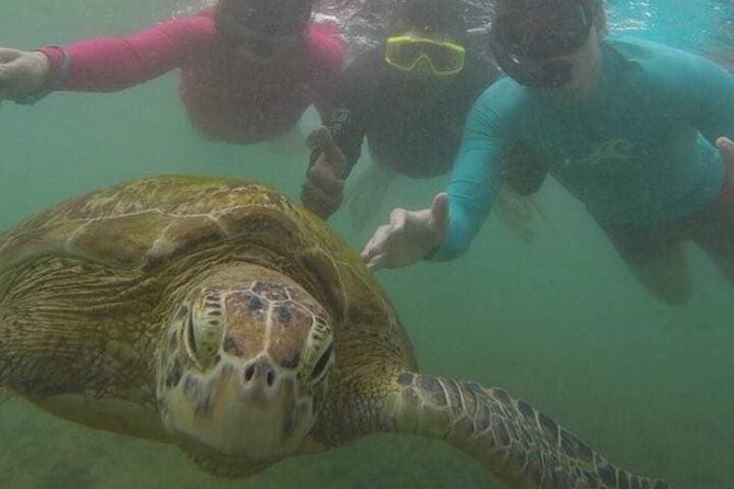 Snorkeling with Sea Turtles in Mirissa (Pickup and Drop included) - Who this trip suits best (and who might want to skip it)