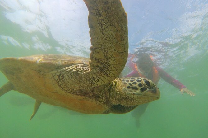 Snorkeling with Sea Turtles in Mirissa (Pickup and Drop included) - Meeting the guide and getting into the water between reefs