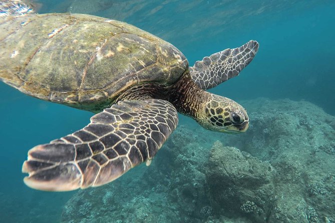 Snorkeling with Turtles in Mirissa - Why Turtle Snorkeling Here Feels Different