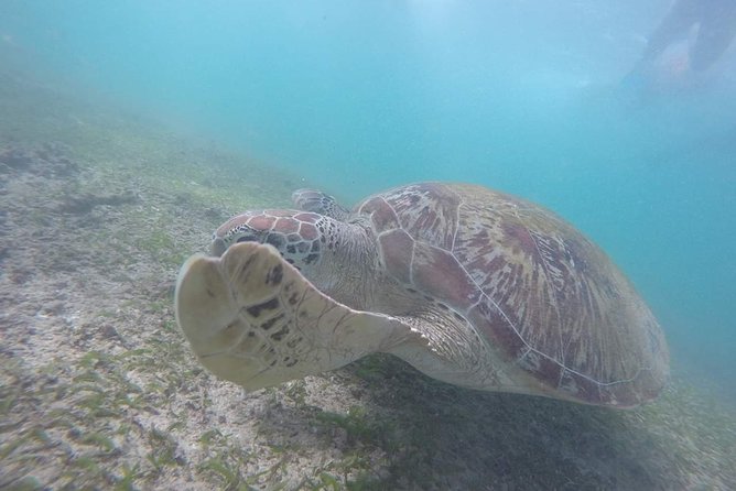Snorkeling with Turtles in Mirissa - What Happens Before You Enter: Gear, Briefing, and Comfort