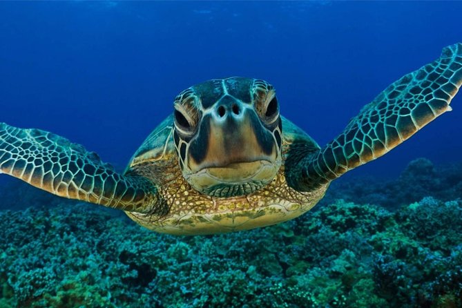 Snorkeling with Turtles in Mirissa - How You’ll Search for Sea Turtles (and What You’ll Actually See)