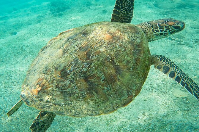 Snorkeling with Turtles in Mirissa - Eco Touches You Might See During the Swim
