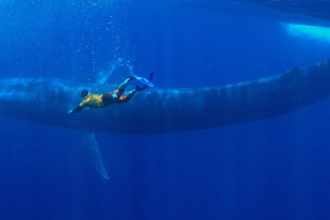Snorkeling with Whales in Mirissa - Why Mirissa Can Be a Blue-Whale Morning (Not a Staged Show)