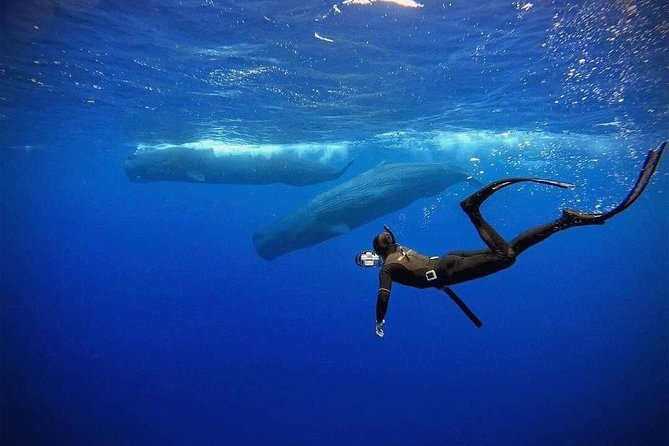 Snorkeling with Whales in Mirissa - Small Boat, Capped at 10: The Real Advantage