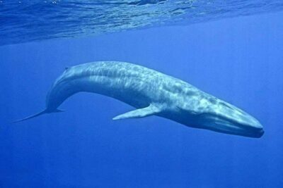 Snorkeling with Whales in Mirissa - The 6:00–9:00 a.m. Start and 4-Hour Rhythm