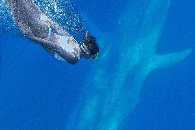 Snorkeling with Whales in Mirissa - Species Mix: Blue Whale Dreams vs. Reality on the Ocean