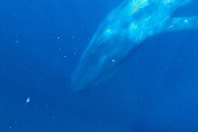 Snorkeling with Whales in Mirissa - Fitness and Comfort: Moderate Means More Than Your Swim Ability