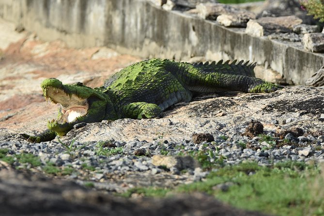 Special Leopard Safari Tour in Yala National Park by Malith & the team - Why a 4–6 AM start changes your Yala odds
