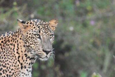 Special Leopard Safari Tour in Yala National Park by Malith & the team - Leopard focus: what the first two hours are really for