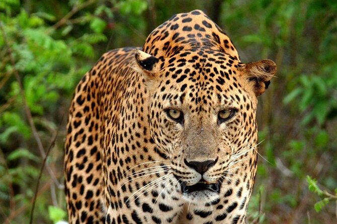 Special Leopard Safari Tour in Yala National Park by Malith & the team - Getting there in a small group: pickup comfort vs. road reality