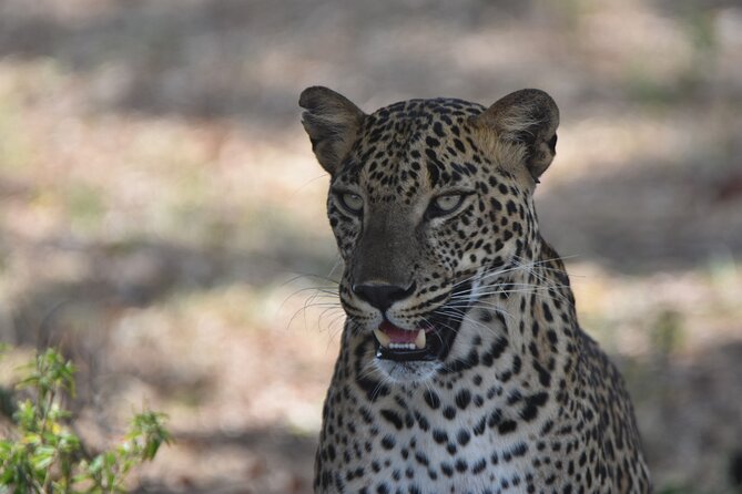 Special Leopard Safari Tour in Yala National Park by Malith & the team - What’s included (and what you’ll likely still pay)
