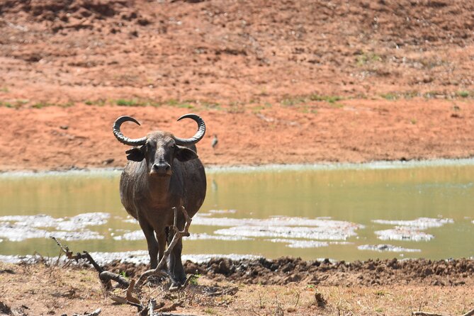 Special Leopard Safari Tour in Yala National Park by Malith & the team - Lunch, water, and the early-morning reality