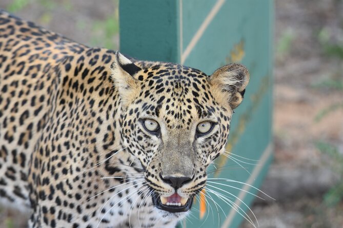 Special Leopard Safari Tour in Yala National Park by Malith & the team - What to pack for a leopard safari that starts too early