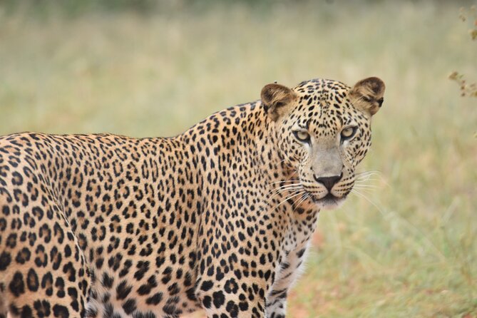 Special Leopard Safari Tour in Yala National Park by Malith & the team - Who should book this Yala leopard safari?