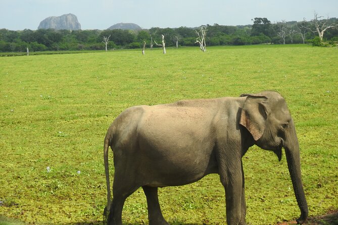 Special leopards safari Yala National park - 04.30 am to 11.30 am - Your Yala National Park morning: what to expect on the ground