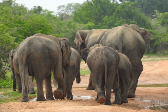 Special leopards safari Yala National park - 04.30 am to 11.30 am - Breakfast on safari: simple, but timed right