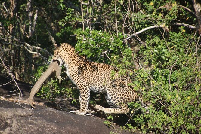 Special leopards safari Yala National park - 04.30 am to 11.30 am - Timing reality: early start, gate wait possibility, and leopard odds
