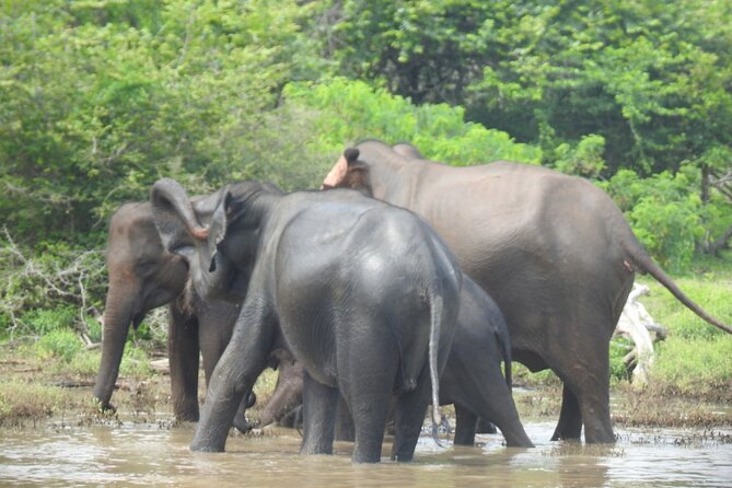 Special leopards safari Yala National park - 04.30 am to 11.30 am - Who this leopard safari is best for