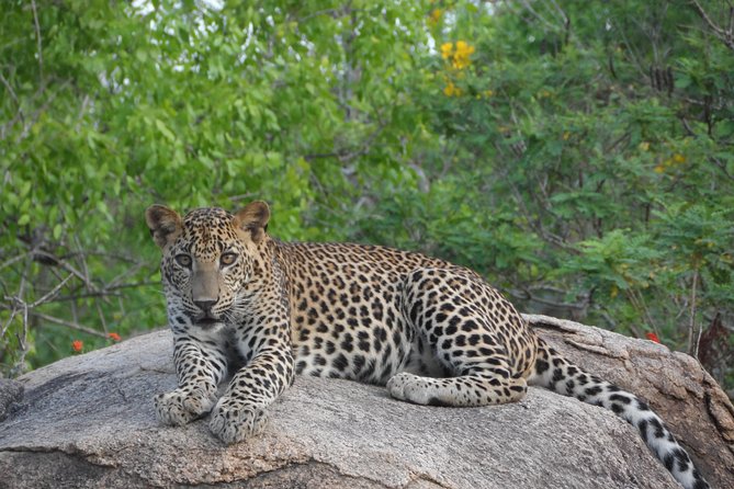 Special leopards safari Yala National park - 04.30 am to 11.30 am - The jeep, the guide, and how you get good sightings
