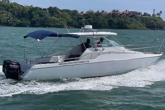 Sports Boat- Private Whale Watching Trip( free breakfast & paid pick-up) - The sea journey experience: what your 3 to 4 hours likely feels like