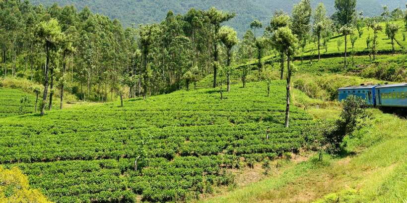 Sri Lanka: 2-Day wildlife tour; rainforest and National park - A smart 2-day mix: rainforest, national park, and tea hill country