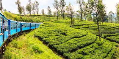 Sri Lanka: 2-Day wildlife tour; rainforest and National park - Sinharaja rainforest trek: what the guide helps you notice