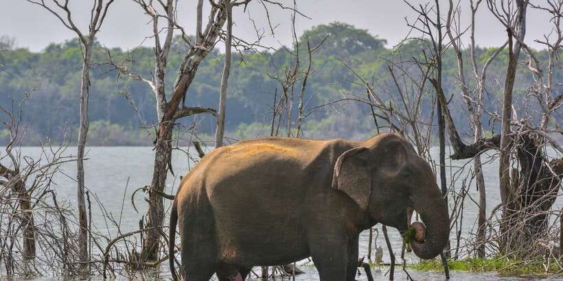 Sri Lanka: 2-Day wildlife tour; rainforest and National park - Waterfall and spice/herbal garden stops: small detours with mixed payoff