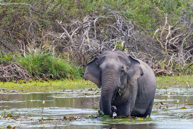 Sri Lanka: 3N4Day guided FULL TOUR with hotel accommodations - The Route That Makes Sri Lanka Feel Like One Story