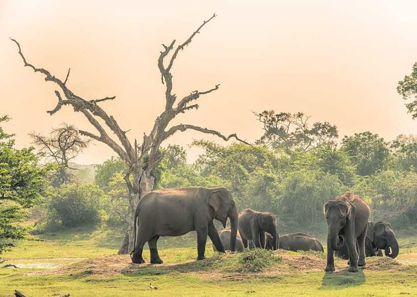 Sri Lanka 5-Day Private Country Side Tour Car, Hotels, Food - Kandy to Ella via Nuwara Eliya: tea factories, Gregory Lake, and a hill-country train