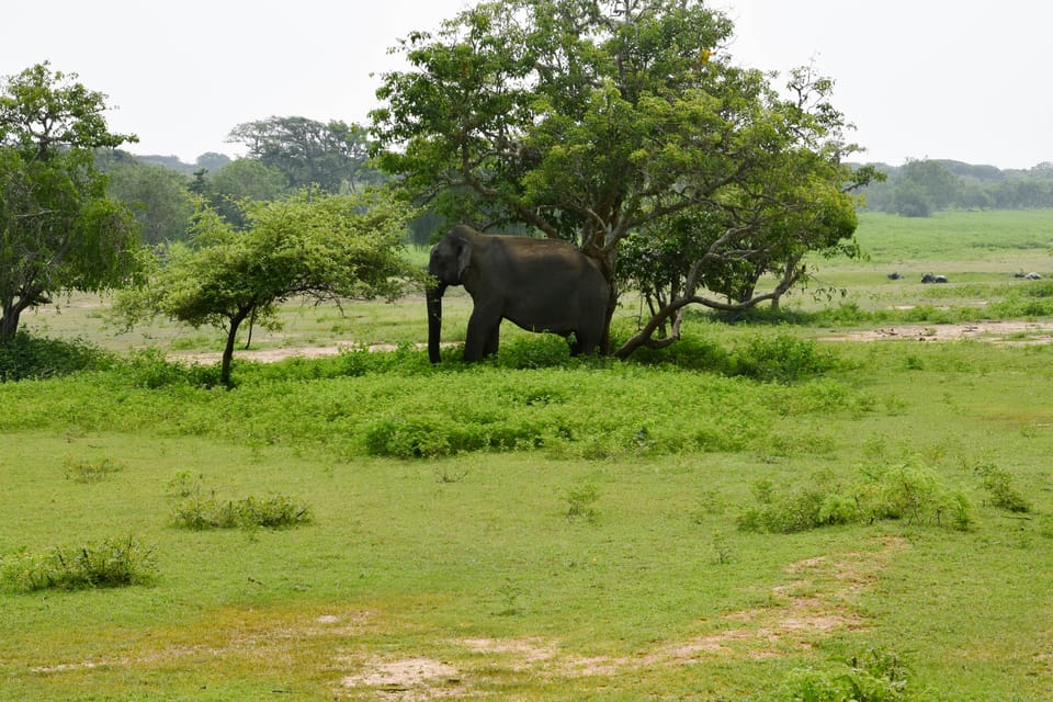 Sri Lanka 5-Day Private Country Side Tour Car, Hotels, Food - Hotels and daily extras: what’s included, what you’ll still pay for