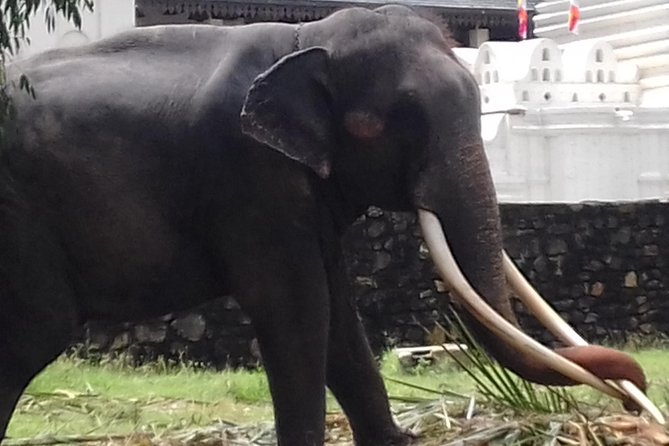 Sri Lanka 5 Day Privet Tour - Whale watching with Geeth, then Galle Dutch Fort to Colombo