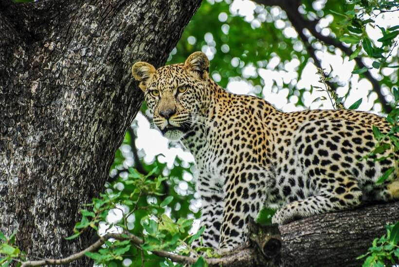 Sri Lanka: 7-Day Off-The-Beaten Path Private Tour - A 7-day loop that hits culture, wildlife, and tea without feeling random
