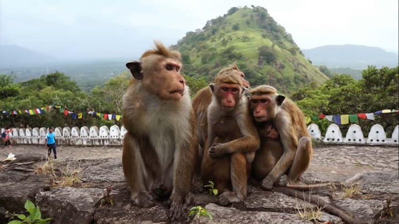 Sri Lanka: 7-Day Off-The-Beaten Path Private Tour - Kandy: Golden Temple stop, a spice garden, then the Temple of the Tooth