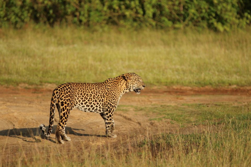 Sri Lanka: 8-Day Round Tour from Colombo & Safari - Day 8: Goodbye breakfast and transfer to Colombo or Negombo airport