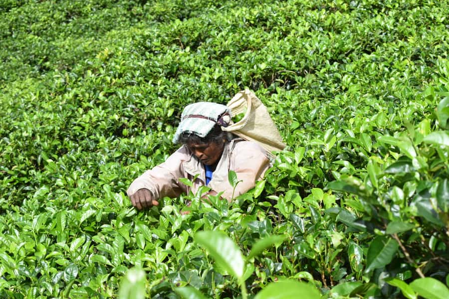 Sri Lanka: 8-Day Round Tour from Colombo & Safari - Day 4: Gregory Lake, Victoria Park, and the 12:40 train ride to Ella