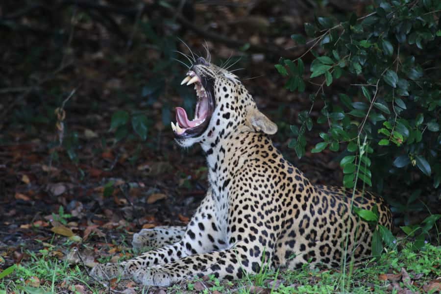 Sri Lanka: 8-Day Round Tour from Colombo & Safari - Day 6: Mirissa arrival, snake farm stop, and a slower beach evening