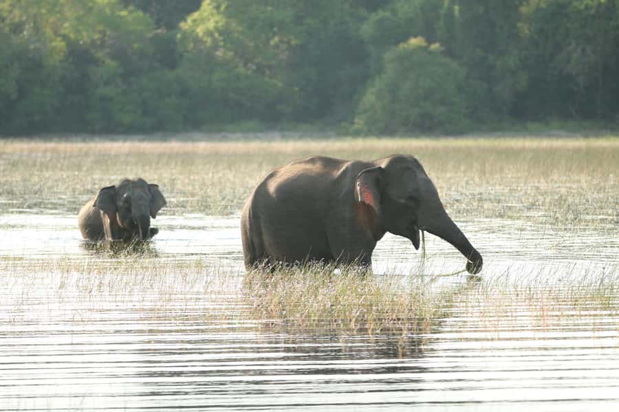 Sri Lanka: 8-Day Round Tour from Colombo & Safari - Day 7: 6:30 AM blue whale watching, then turtles, Galle Fort, and Madu River boats