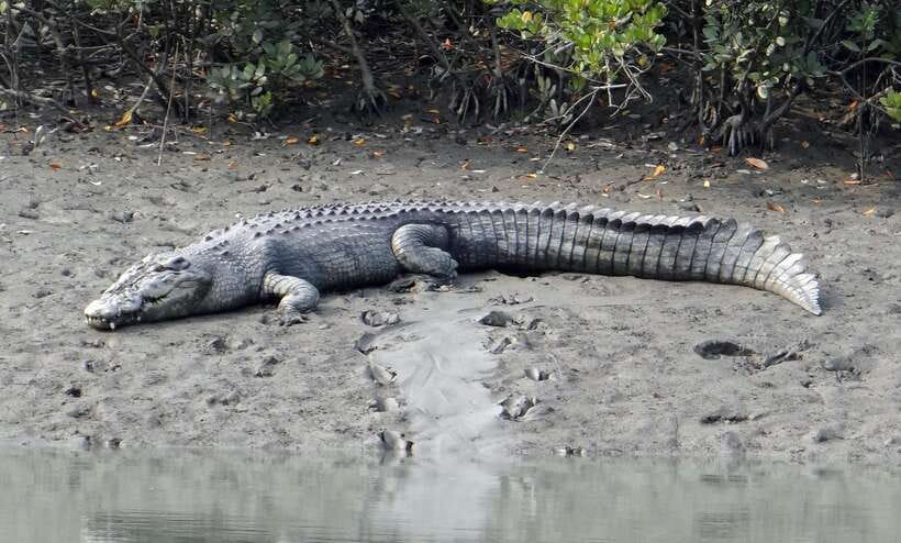 Sri Lanka Bentota: Private Mangrove Lagoon and River Cruise - Key things to know before you go
