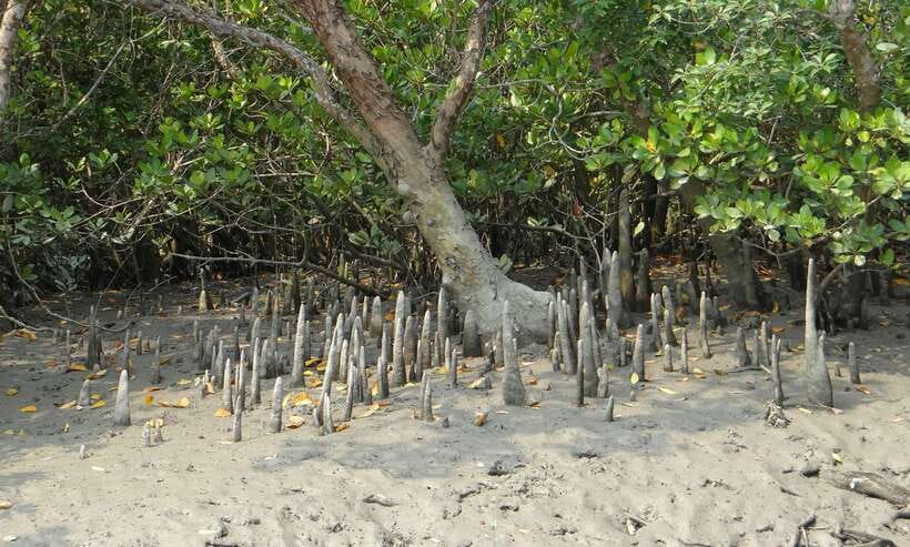 Sri Lanka Bentota: Private Mangrove Lagoon and River Cruise - Who should book this cruise (and who might skip it)