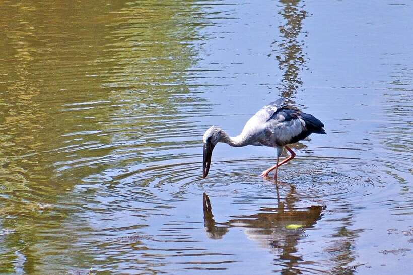 Sri Lanka Bentota: Private Mangrove Lagoon and River Cruise - Bentota River by motorboat: why the mangrove lagoon is the star