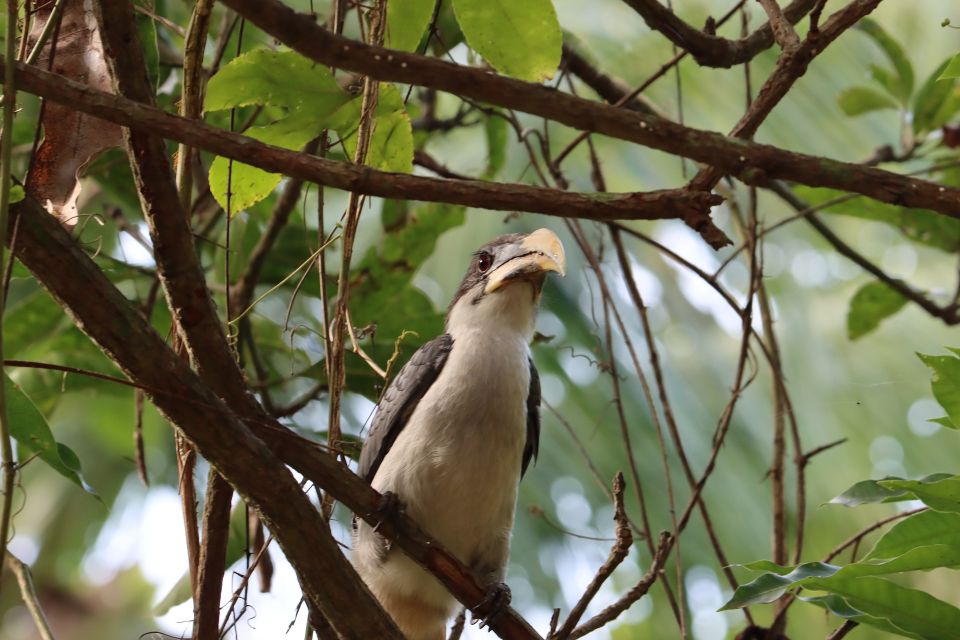 Sri Lanka Bentota: Private Mangrove Lagoon and River Cruise - Wildlife you can realistically hunt for: crocodiles, lizards, monkeys, and birds