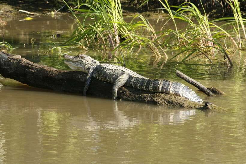 Sri Lanka Bentota: Private Mangrove Lagoon and River Cruise - What the captain and English guide add to your spotting chances
