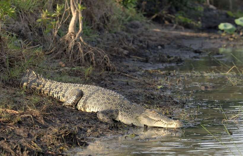 Sri Lanka Bentota: Private Mangrove Lagoon and River Cruise - Practical considerations: what’s included, what’s not, and how to prepare